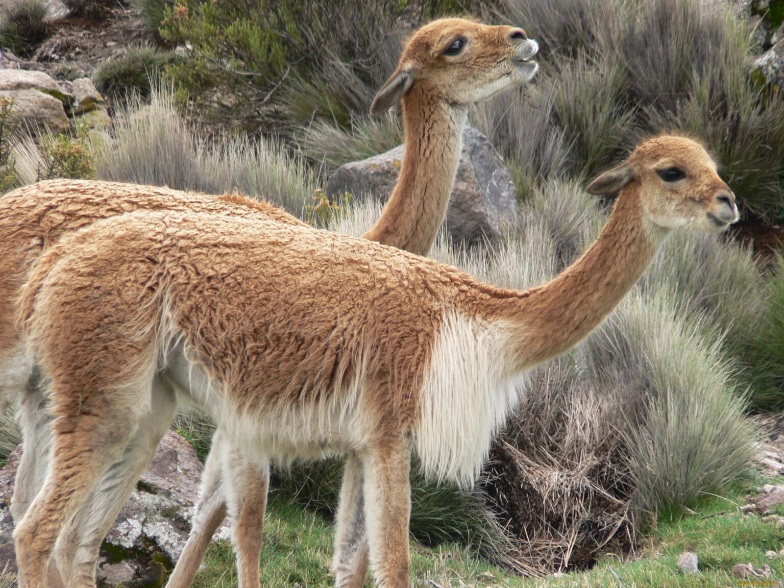 Vicuna