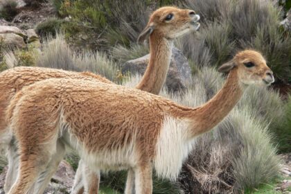 Vicuna